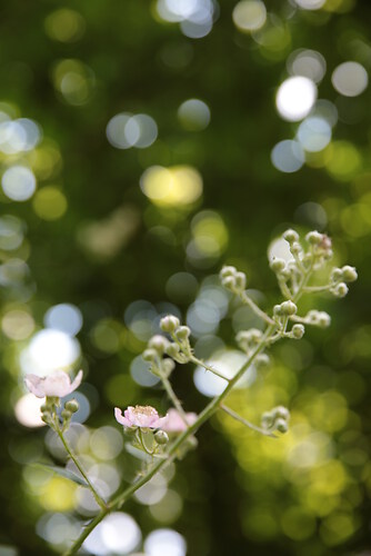 brombeere