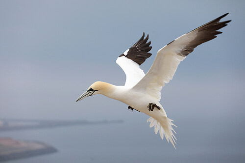 flug