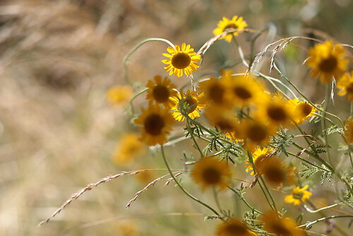 sommer
