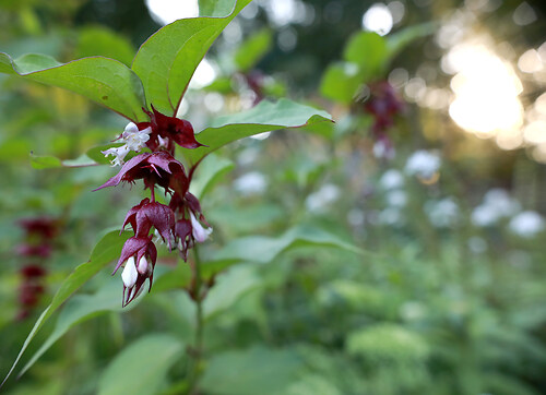 leycesteria