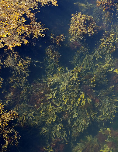 wasserwald