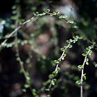 NATUR