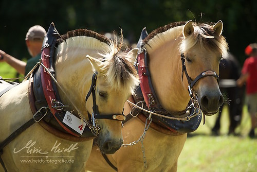 HKN_20170730_MHE2676