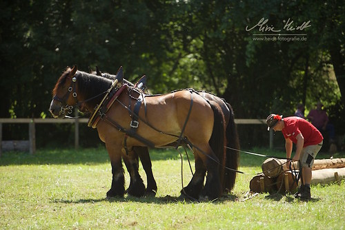 HKN_20170730_MHE2677