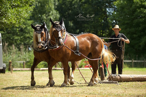 HKN_20170730_MHE2865