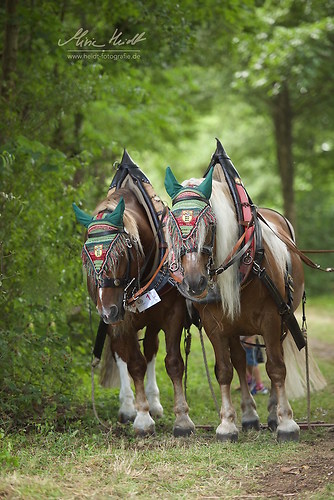 HKN_20170730_MHE2898