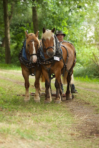 HKN_20170730_MHE2932