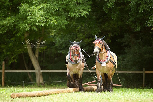 HKN_20170730_MHE2938