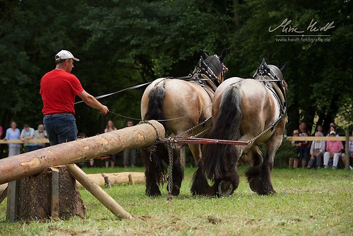 HKN_20170730_MHE2965