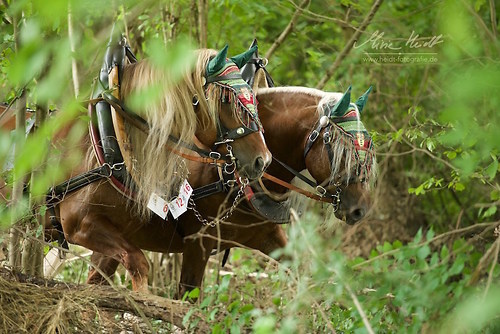 HKN_20170730_MHE3052