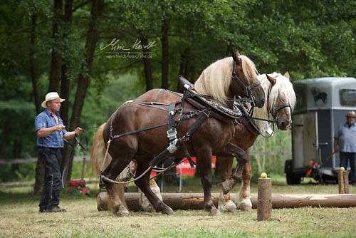 T17 (HKN_20170730_MHE3066)