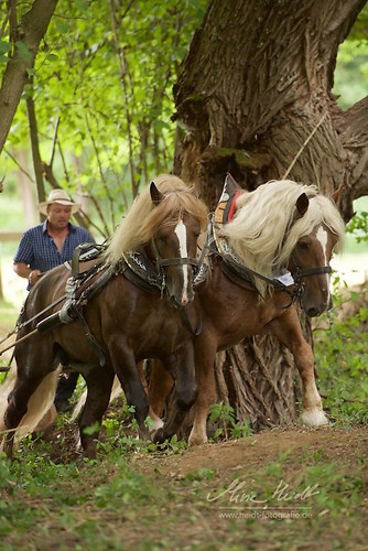 HKN_20170730_MHE3081