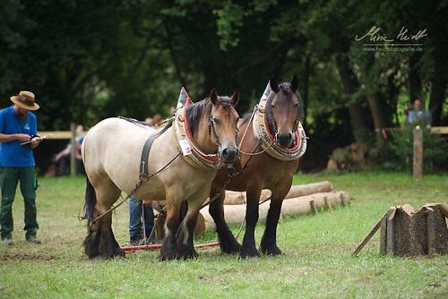 HKN_20170730_MHE3149