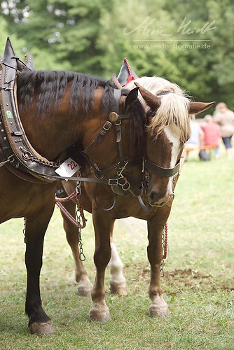 HKN_20170730_MHE3337