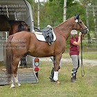 D Impressionen vom Dressurplatz