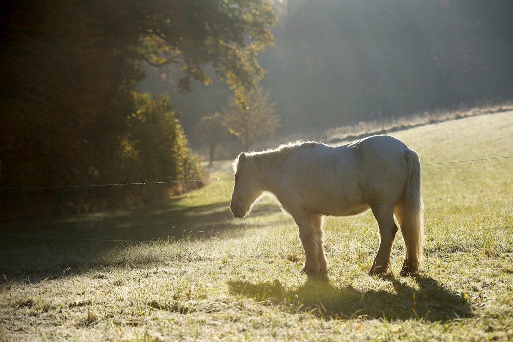 MHE_20161107_MHE5452 (1)