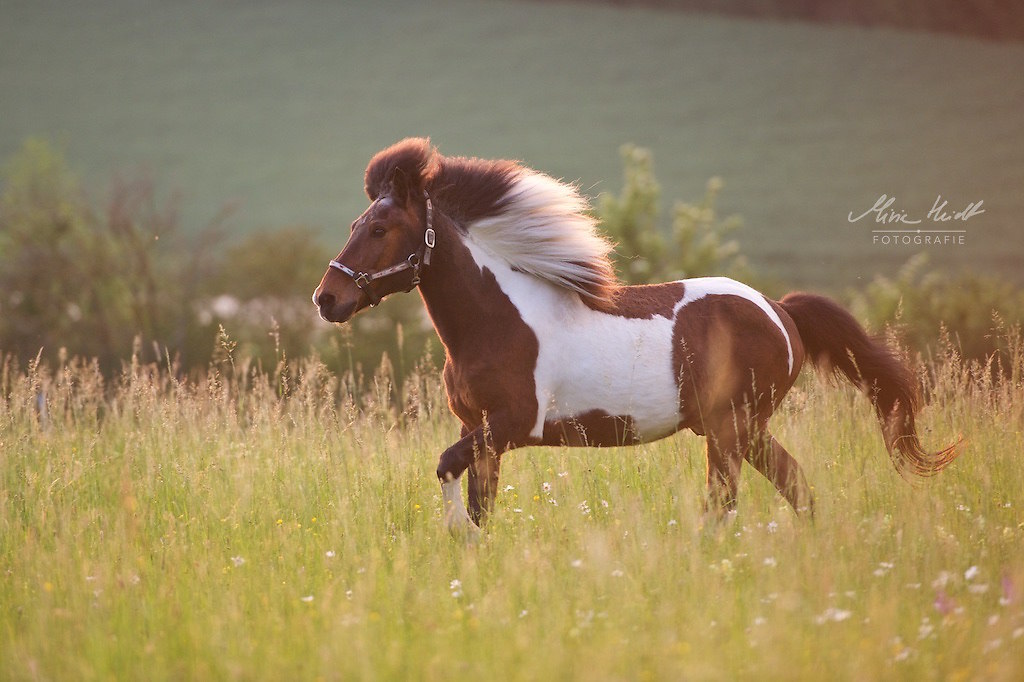 Skj_20170530_MHE1855