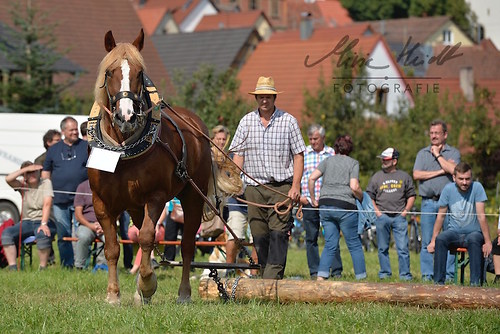 HNI_20170903_MHE1225