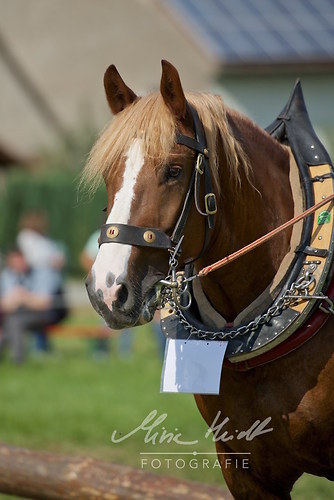 HNI_20170903_MHE1269