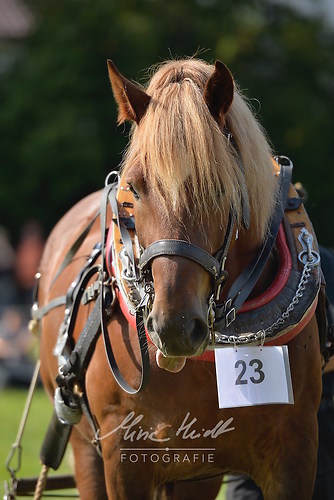 HNI_20170903_MHE1360