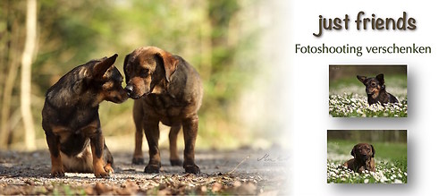 Fotoshooting Hunde