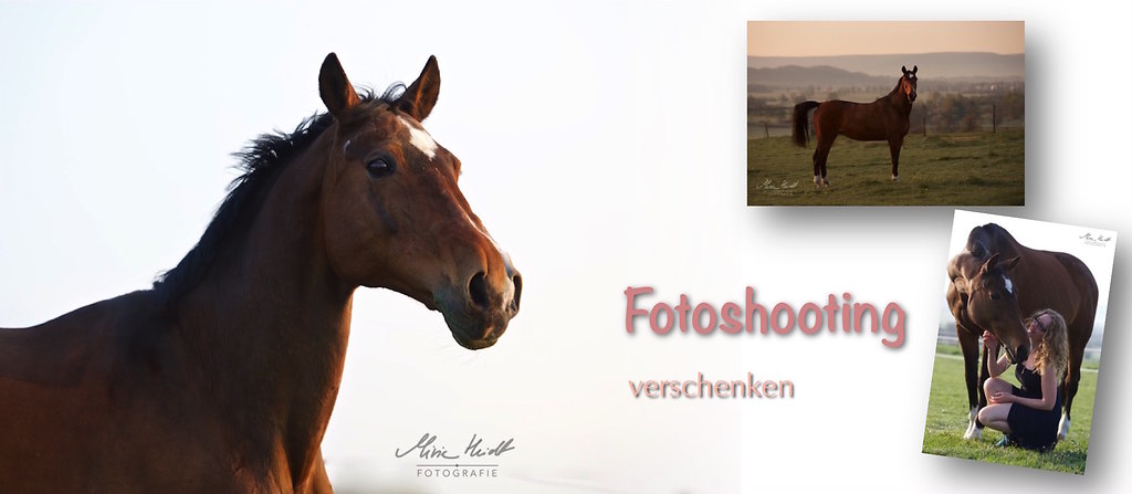 Fotoshooting Pferde