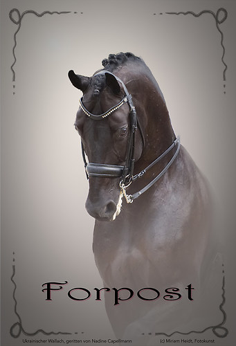 Dressurpferd Forpost V3