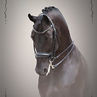 Edition Alu-Dibond Reitsport