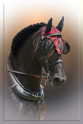 Portrait_Friesenkutschpferd_V1a