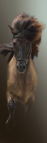 Portrait_Tölter_hochpan