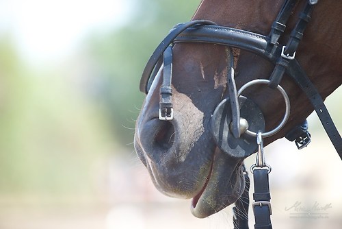 Heims_20150808_MHE1942