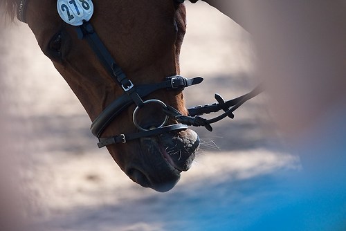 RVFried_Samstag_201508_MHE6475