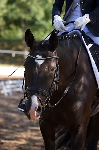 RVFried_Samstag_201508_MHE6644