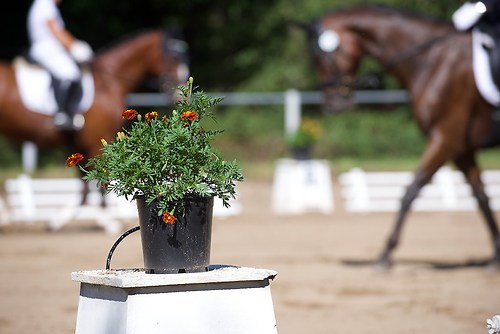 RVFried_Samstag_201508_MHE6911