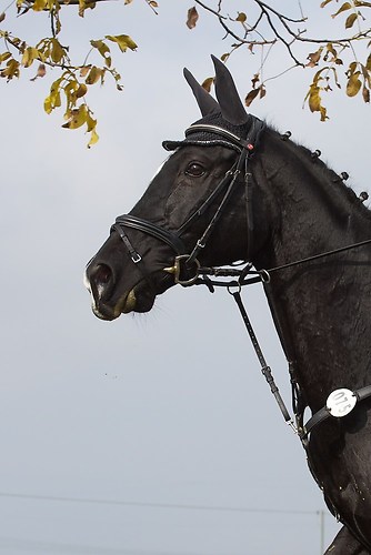 RVNuss_201510_MHE2099