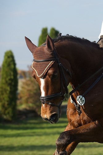 RVNuss_201510_MHE2630