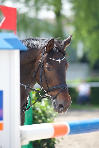 ST026 (EGG_I_20160527_MHE8620)