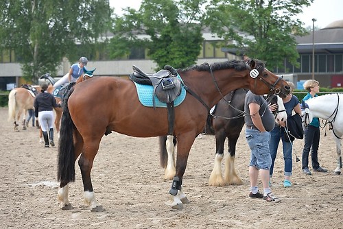 EGG_I_20160528_MHE1419