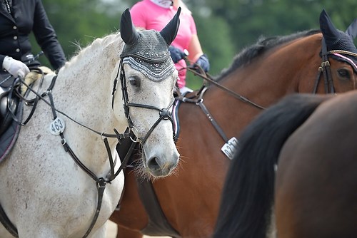 EGG_I_20160528_MHE1776