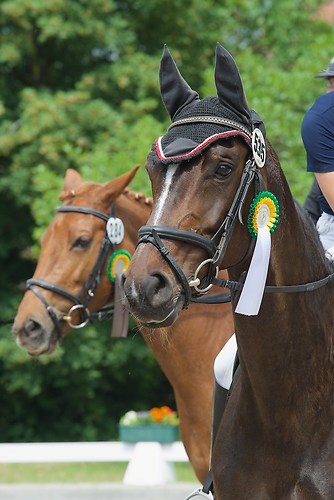 EGG_I_20160528_MHE2466