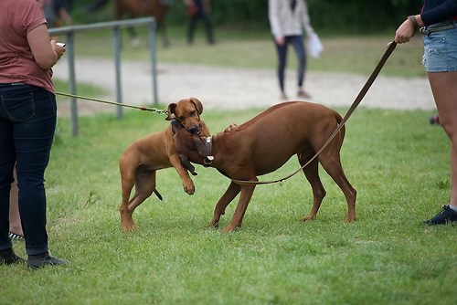 EGG_I_20160529_MHE5878