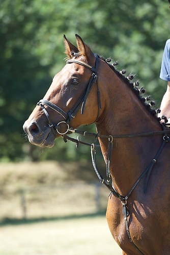 Frie_20160827_MHE2669