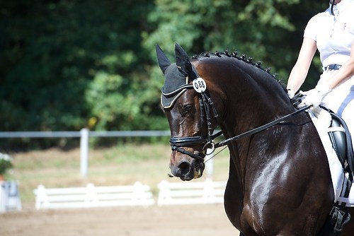 Frie_20160828_MHE6155