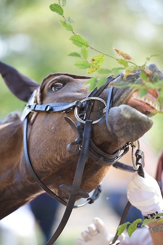 Frie_20160828_MHE6529