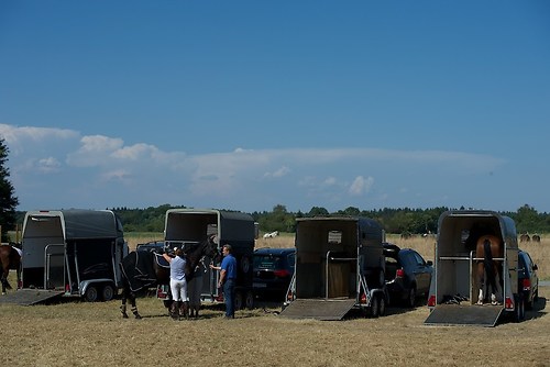 Frie_20160828_MHE6799