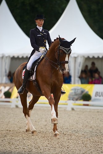 Daintree (CHI_KKE_20160917_MHE1857)