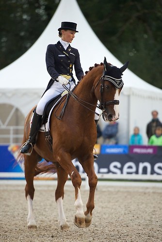 Daintree (CHI_KKE_20160917_MHE1862)