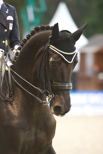 Fabienne (CHI_NSW_20160917_MHE1889)