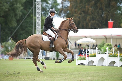 Cordalis (CHI_20160916_MHE0633)