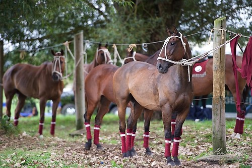 CHI_20160916_MHE1066